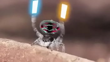 Video bokep part 76742633