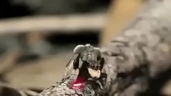 Video bokep part 76742633