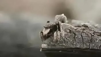 Video bokep part 76742633