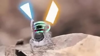 Video bokep part 76742633