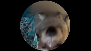 Even tbe senior dog getting on this trend #pedropedropedro