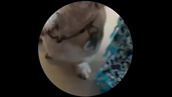 Even tbe senior dog getting on this trend #pedropedropedro