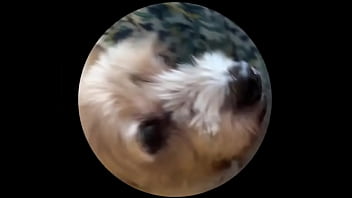 Even tbe senior dog getting on this trend #pedropedropedro