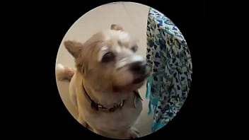 Even tbe senior dog getting on this trend #pedropedropedro