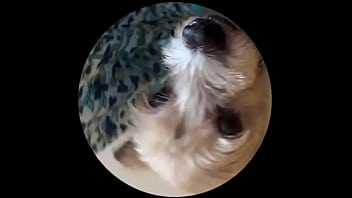 Even tbe senior dog getting on this trend #pedropedropedro