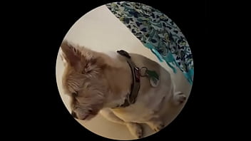 Even tbe senior dog getting on this trend #pedropedropedro