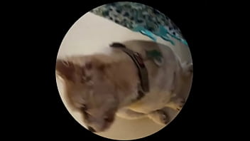 Even tbe senior dog getting on this trend #pedropedropedro