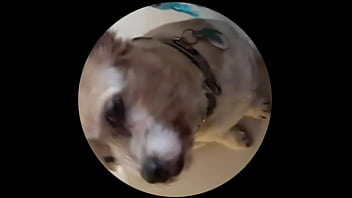 Even tbe senior dog getting on this trend #pedropedropedro