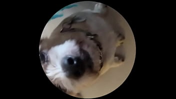 Even tbe senior dog getting on this trend #pedropedropedro