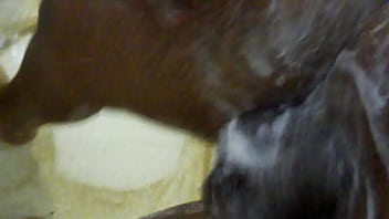 Bubles and bubles penis