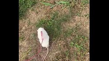 Go walk your ts or your dogs