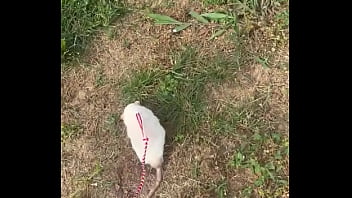 Go walk your ts or your dogs