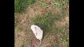 Go walk your ts or your dogs