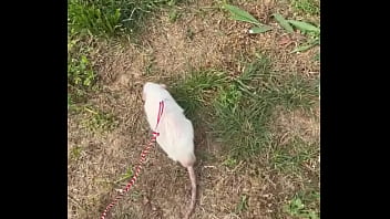 Go walk your ts or your dogs