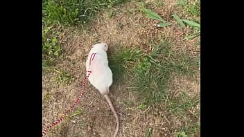 Go walk your ts or your dogs