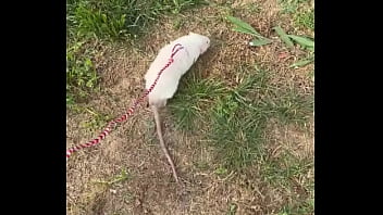 Go walk your ts or your dogs