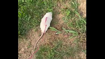 Go walk your ts or your dogs