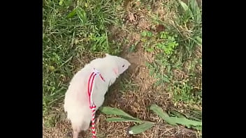 Go walk your ts or your dogs