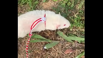 Go walk your ts or your dogs