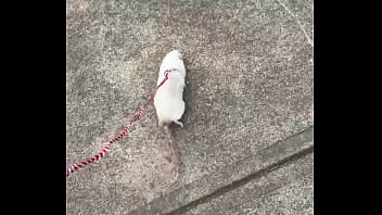 Go walk your ts or your dogs