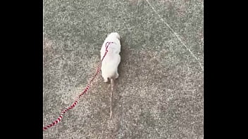 Go walk your ts or your dogs