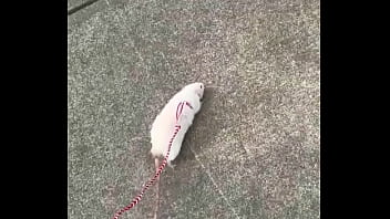 Go walk your ts or your dogs