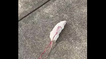 Go walk your ts or your dogs