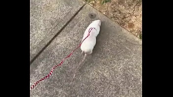 Go walk your ts or your dogs