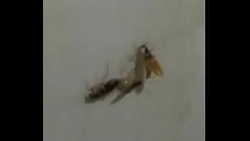 Baratas fodendo loucamente vericalmente Baratas fodendo loucamente vericalmente