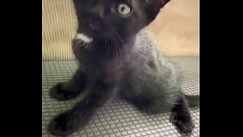 Spending all summer taking care of kittenzz i miss them already but bruja its though work Spending all summer taking care of kittenzz i miss them already but bruja its though work