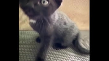 Spending all summer taking care of kittenzz i miss them already but bruja its though work