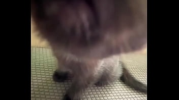 Spending all summer taking care of kittenzz i miss them already but bruja its though work