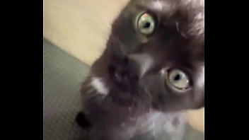 Spending all summer taking care of kittenzz i miss them already but bruja its though work