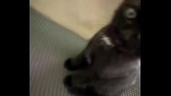 Spending all summer taking care of kittenzz i miss them already but bruja its though work Spending all summer taking care of kittenzz i miss them already but bruja its though work