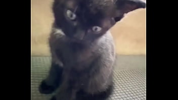 Spending all summer taking care of kittenzz i miss them already but bruja its though work