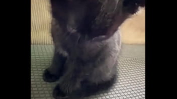 Spending all summer taking care of kittenzz i miss them already but bruja its though work