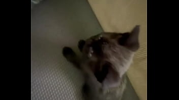 Spending all summer taking care of kittenzz i miss them already but bruja its though work