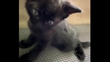 Spending all summer taking care of kittenzz i miss them already but bruja its though work