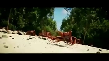 Olha essas coisas gostosas dançando