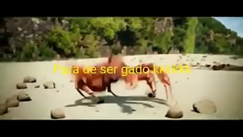 Olha essas coisas gostosas dançando