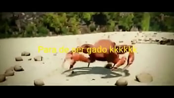 Olha essas coisas gostosas dançando