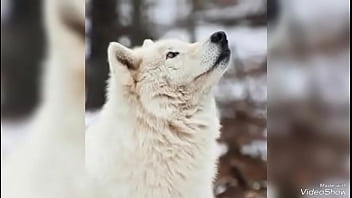 فيديو التحقق