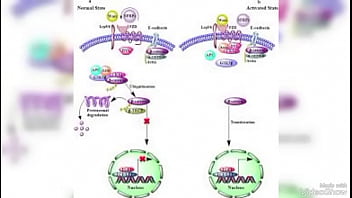 فيديو التحقق