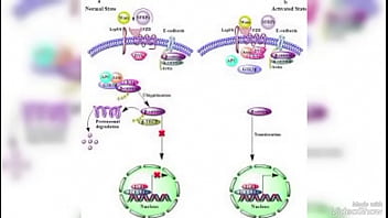 فيديو التحقق thumbnail