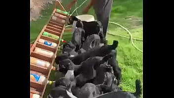 نيك اكس اكس