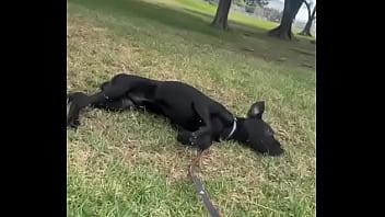 Vídeo de verificación