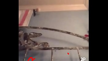 Amazing white girl boobs