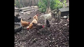 A chicken feeding station how cool is that #tattoos #tattedup #inkedgirl #inkedtattoo #inkedup #tattooart #inkedgirls