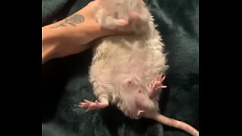 Literally this chonka rodent has no idea how much he helps my mental health