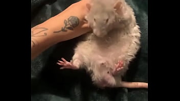 Literally this chonka rodent has no idea how much he helps my mental health